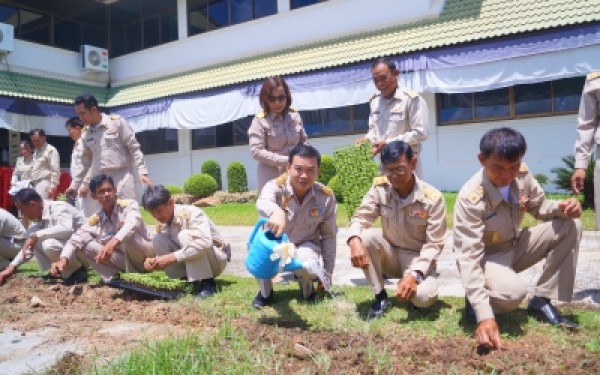 ปลูกต้นดาวเรืองเทิดพระเกียรติพระบาทสมเด็จพระปรมินทรมหาภูมิพลอดุลย