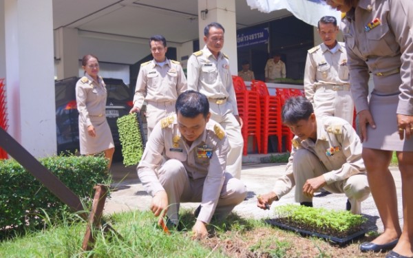 ปลูกต้นดาวเรืองเทิดพระเกียรติพระบาทสมเด็จพระปรมินทรมหาภูมิพลอดุลย