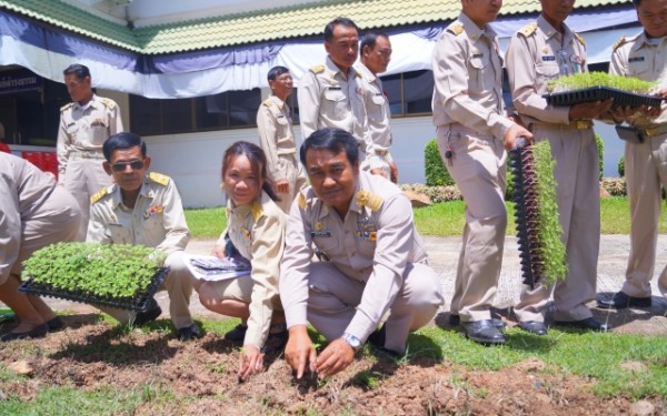 ปลูกต้นดาวเรืองเทิดพระเกียรติพระบาทสมเด็จพระปรมินทรมหาภูมิพลอดุลย