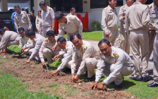 ปลูกต้นดาวเรืองเทิดพระเกียรติพระบาทสมเด็จพระปรมินทรมหาภูมิพลอดุลย