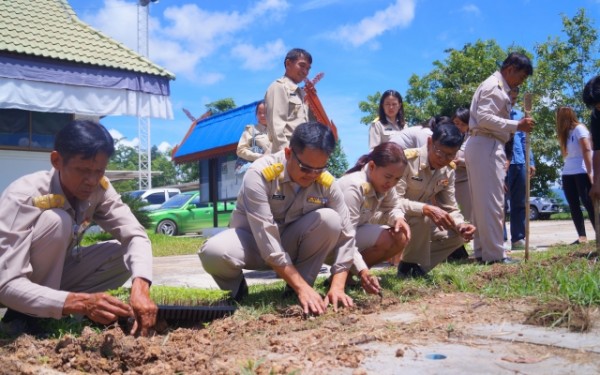 ปลูกต้นดาวเรืองเทิดพระเกียรติพระบาทสมเด็จพระปรมินทรมหาภูมิพลอดุลย