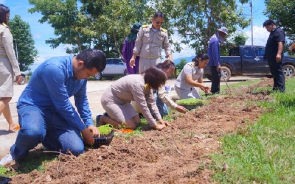 ปลูกต้นดาวเรืองเทิดพระเกียรติพระบาทสมเด็จพระปรมินทรมหาภูมิพลอดุลย