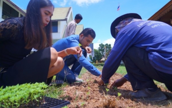 ปลูกต้นดาวเรืองเทิดพระเกียรติพระบาทสมเด็จพระปรมินทรมหาภูมิพลอดุลย