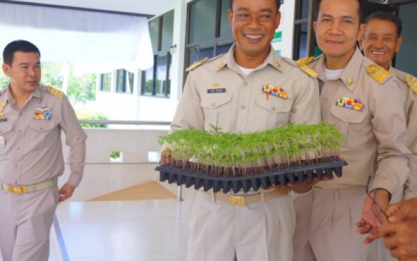 ปลูกต้นดาวเรืองเทิดพระเกียรติพระบาทสมเด็จพระปรมินทรมหาภูมิพลอดุลย